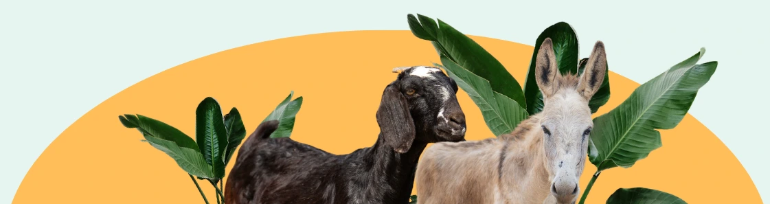 Rescued Animals