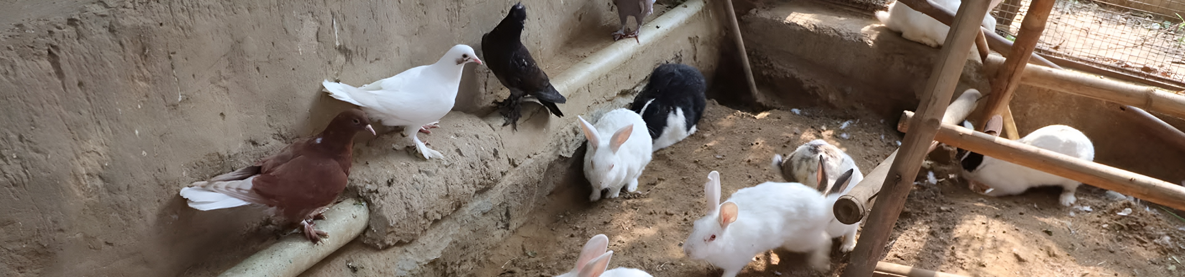 Rabbits