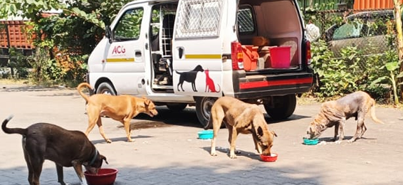 Dogs
